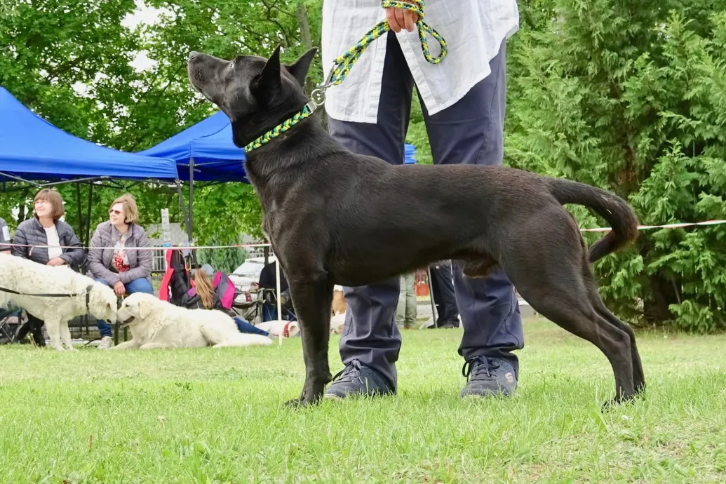 Új magyar nemzeti kutyafajtát jegyeztek be