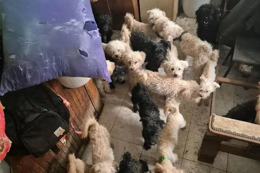 81 kutyát mentettek ki állatvédők egy zalakoppányi házból