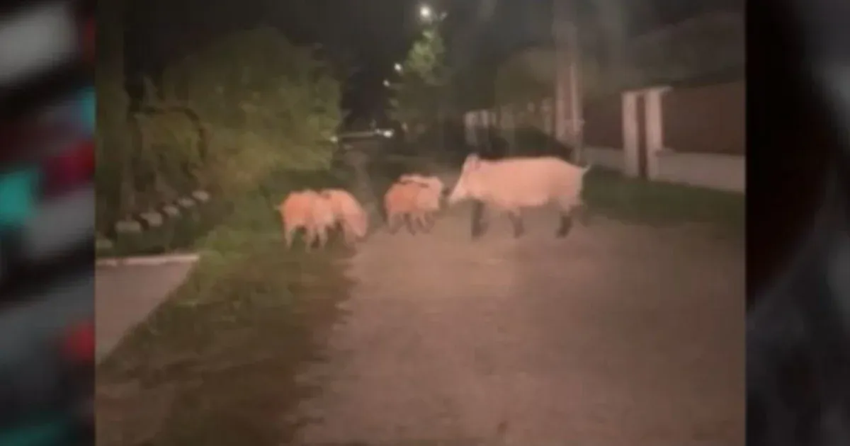 Vaddisznóktól rettegnek a Balatonnál