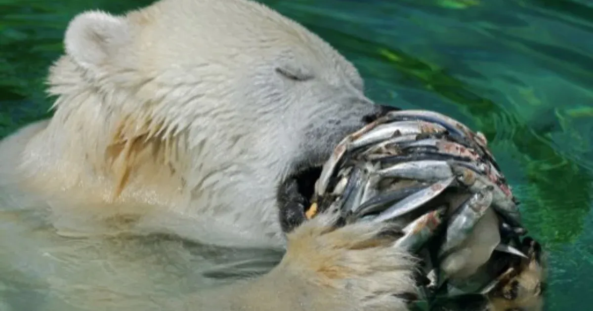 Polar bears kill worker in Canadian Arctic