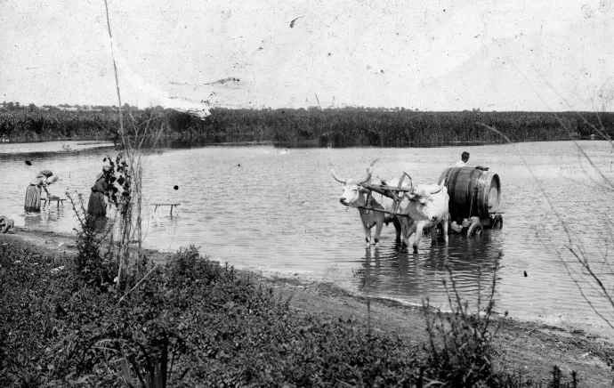 Mosó asszonyok és lajtoskocsi a Balatonban Kenesénél 1908-ban – Foró: Fortepan / Magyar Műszaki és Közlekedési Múzeum / BAHART Archívum