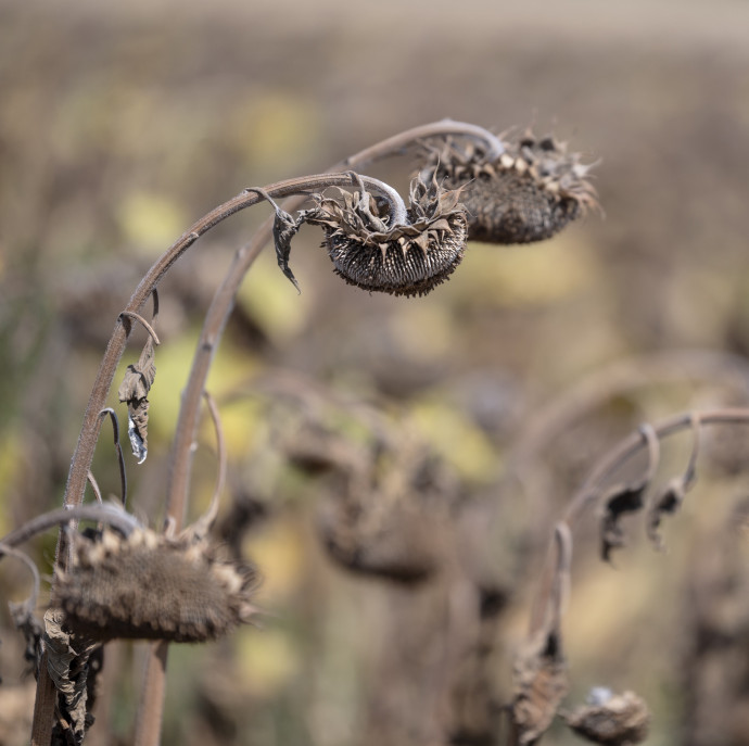 Most élesben látjuk, mennyivel gyorsabban melegszik fel Magyarország a világátlagnál