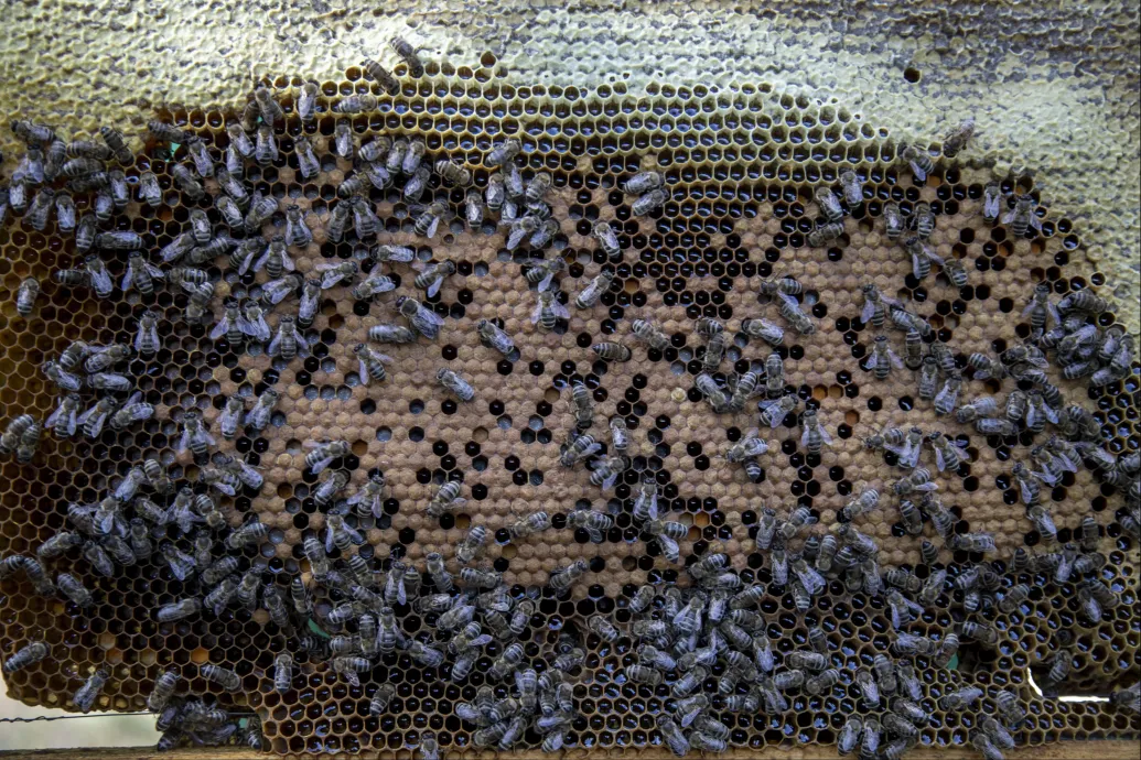 Nagyjából százezer méh épített kaptárt a Bajza utca egyik házának falán