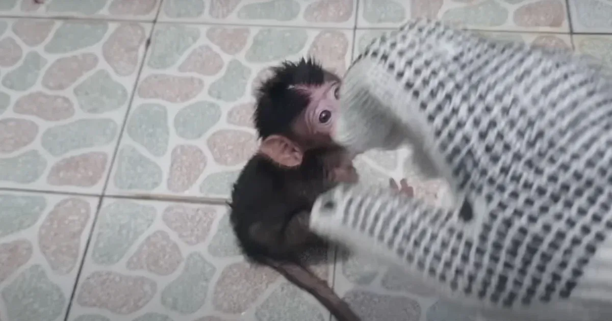 Two British women shared photos and videos of monkey torture, sharing the footage on Telegram.