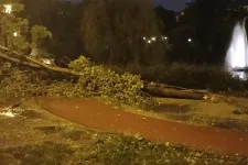 Magyar Péter a vihartól kidőlt fákról posztolt