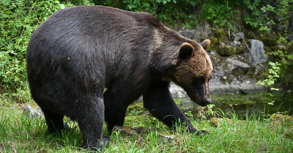 Sweden has given permission to shoot 20% of its brown bears.