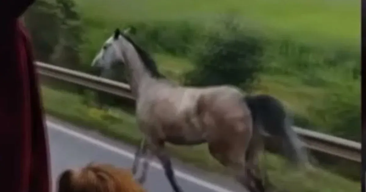 Elszabadult lovakkal ütközött egy autó a 26-os úton, a sofőr koponyasérülést szenvedett, az utasa meghalt
