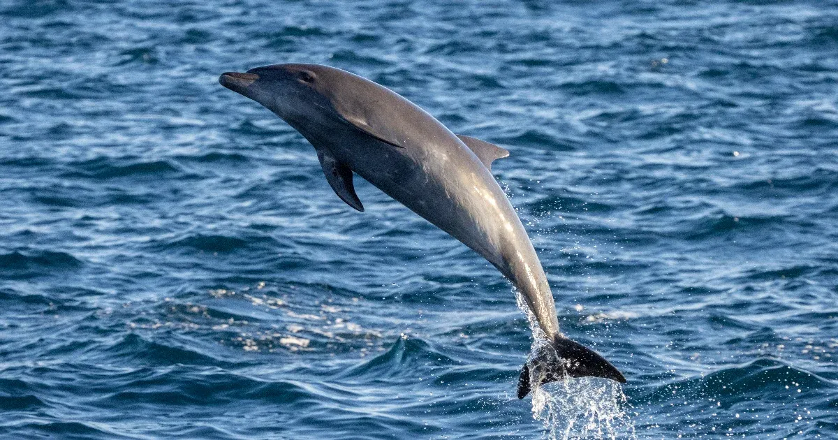 Magányos, szexre éhes delfin tarthatja rettegésben a fürdőzőket Japánban