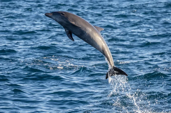 Magányos, szexre éhes delfin tarthatja rettegésben a fürdőzőket Japánban