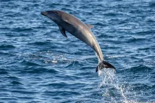 Magányos, szexre éhes delfin tarthatja rettegésben a fürdőzőket Japánban