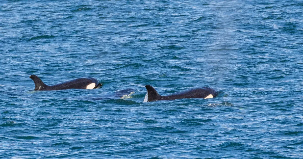 Killer whales could damage ships beyond the scope of practice, according to a new theory.