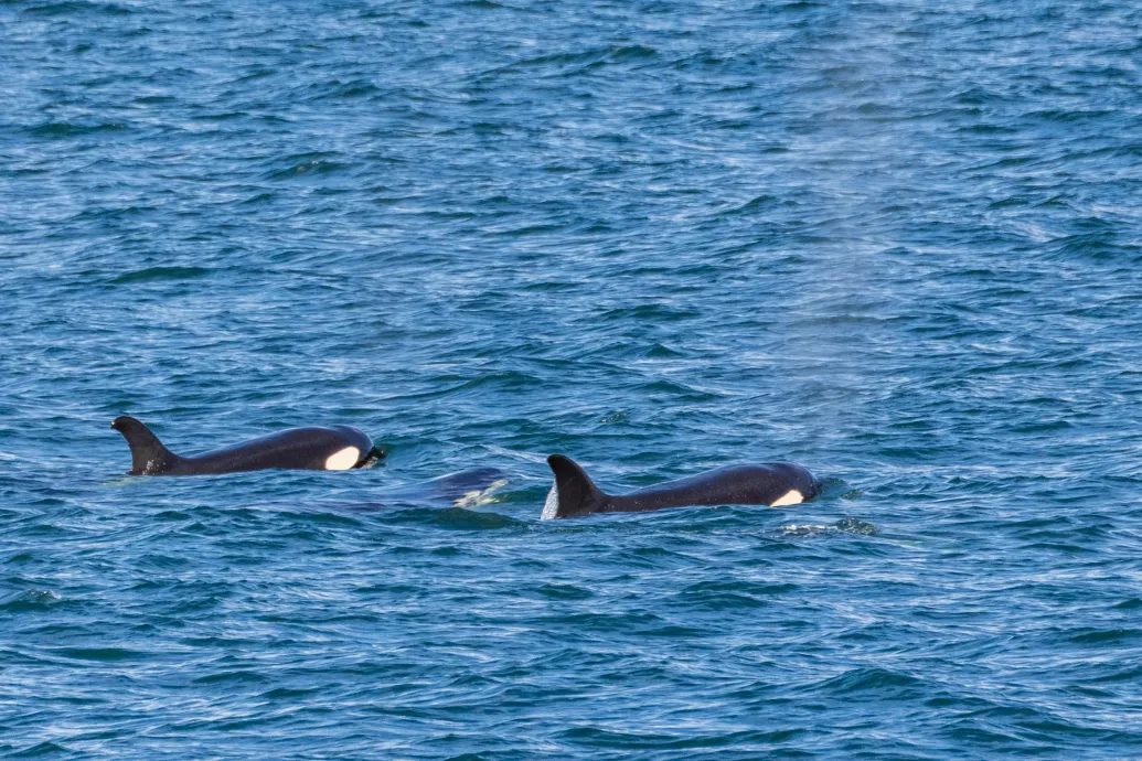 Gyakorlásból rongálhatják a kardszárnyú delfinek a hajókat egy új elmélet szerint