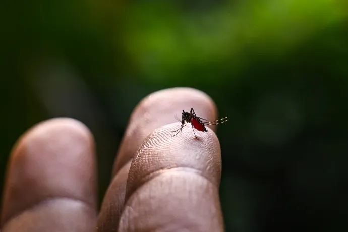 A tigrisszúnyogok miatt korlátozza a véradást a vérellátó, de a rossz betegség miatt aggódik