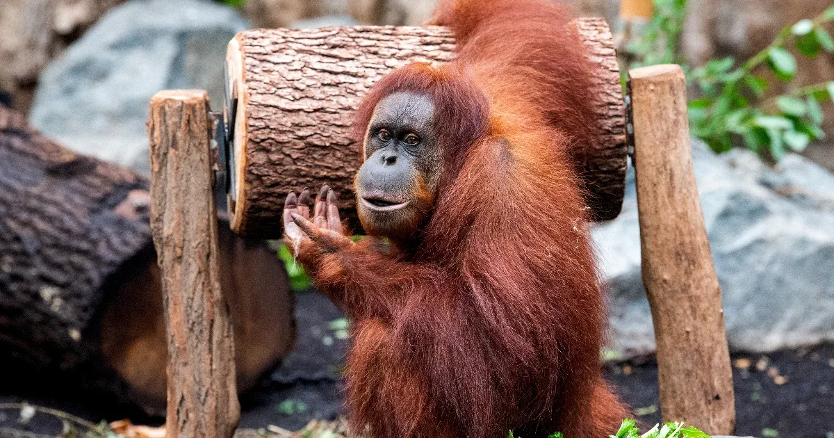 A fővárosi állatkert két orangutánja is elpusztult a nyáron