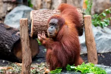 A fővárosi állatkert két orangutánja is elpusztult a nyáron