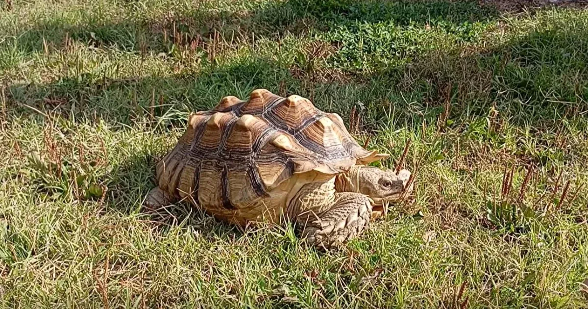 Egy szaharai sarkantyús teknős bukkant fel egy magyar háztartás udvarán