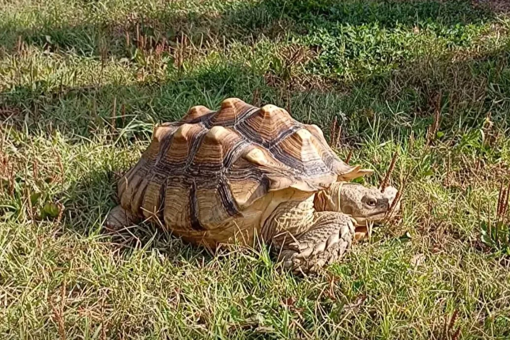 Egy szaharai sarkantyús teknős bukkant fel egy magyar háztartás udvarán