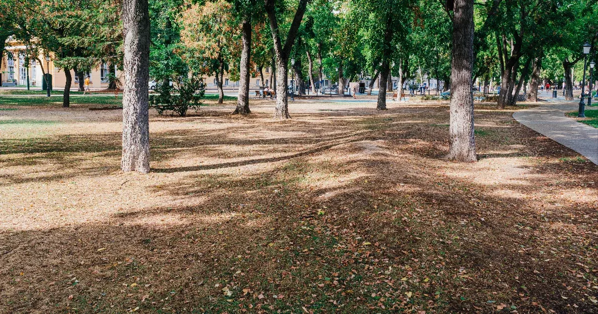 Lejárt a fű ideje? Ezt mutathatta meg a szegedi belváros idén nyáron