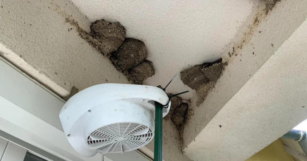 Balatonszepezden ventilátorral melegítik a fecskéket a hidegben