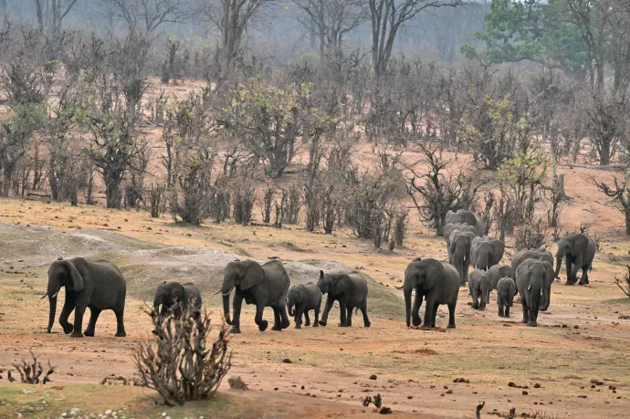 Zimbabwében kétszáz elefántot ölnek le, hogy csillapítsák az aszály miatti éhínséget