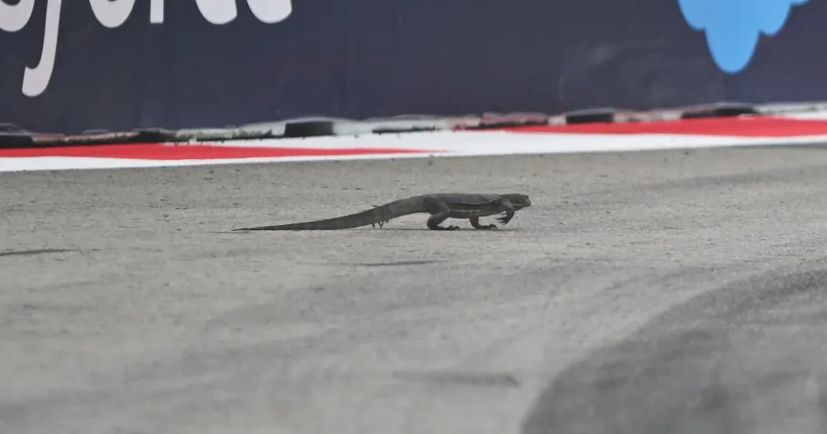 Egy megtermett gyík szakította félbe a szingapúri F1-es nagydíj edzését