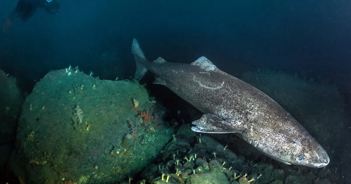 The Greenland Shark Can Live Up To 400 Years, And We Finally Know Why