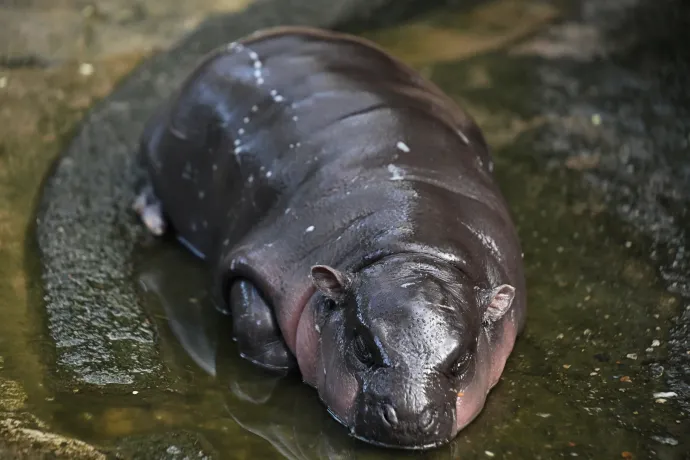 Bedurrantja a törődés ösztönét a súlyosan cuki törpe víziló