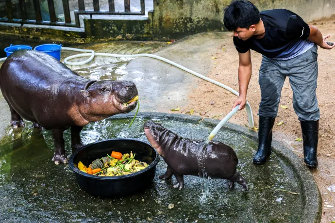 Moo Deng és édesanyja, Juna a Khao Kheow állatkertben 2024. szeptember 16-án – Fotó: Athit Perawongmetha / Reuters