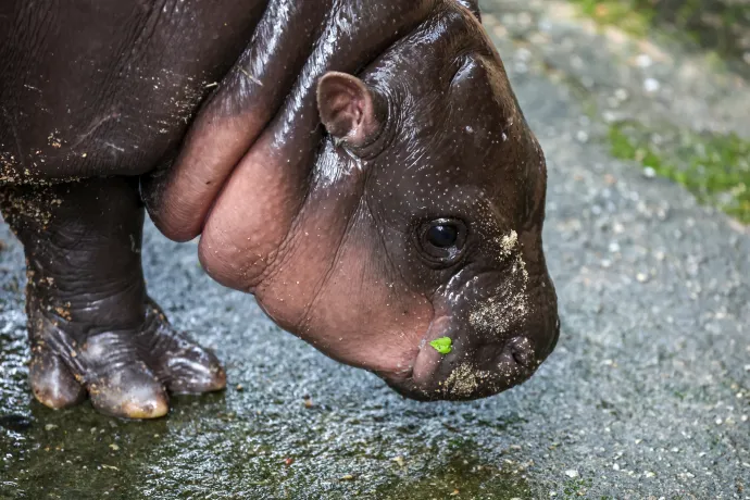 Mo Deng y su madre Juna en el zoológico de Khao Khiaw el 16 de septiembre de 2024 - Fotografía: Athit Birawongmitha/Reuters