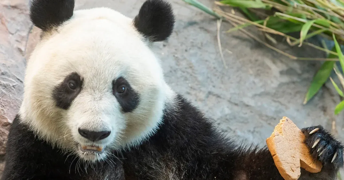 A finneknek túl drága a pandatartás, Lumit és Pyryt visszaküldik Kínába
