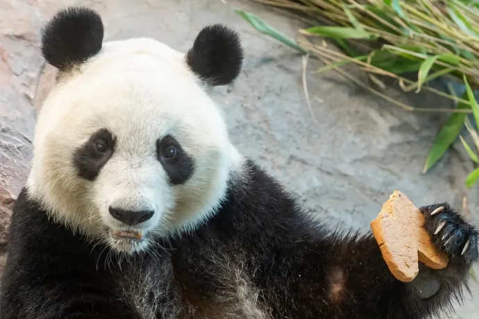 A finneknek túl drága a pandatartás, Lumit és Pyryt visszaküldik Kínába