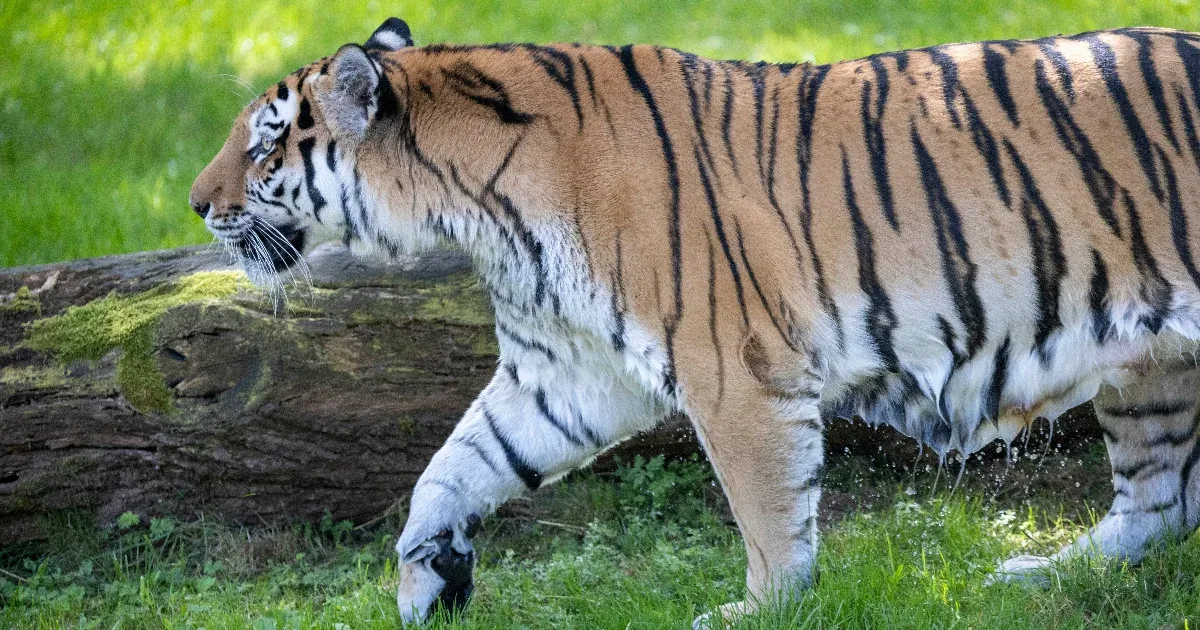 47 tigris, három oroszlán és egy párduc pusztult el madárinfluenzában Vietnámban