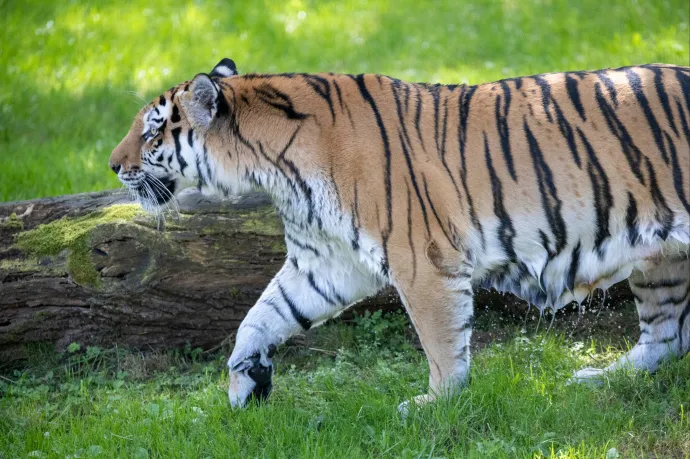 47 tigris, három oroszlán és egy párduc pusztult el madárinfluenzában Vietnámban