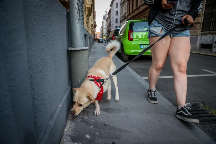 Hiába áldoznám a fél fizetésem lakhatásra, kutyával senki nem ad ki nekem lakást