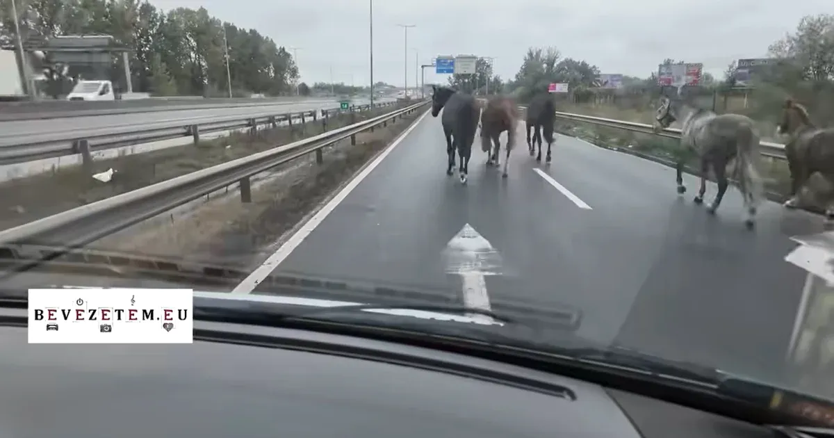 Videóra vették, ahogy megvadult lovak szaladnak szemben a forgalommal az M5-ös autópályán