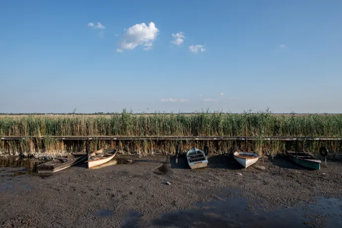 Egy kiló marhahúshoz 15 500 liter vízre van szükség, ennyivel 112 kiló sárgarépát lehetne termeszteni