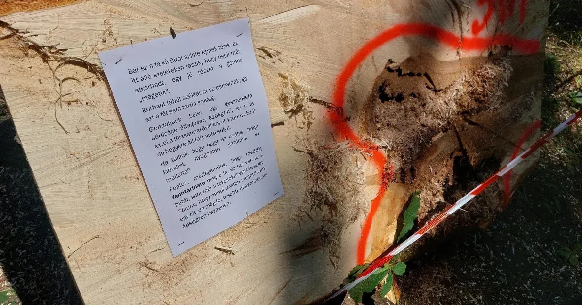 Lincshangulat várta a Főkert faápolóit a Rozgonyi Piroska utcában, ahol a helyiek nem engednek kivágni egy fát