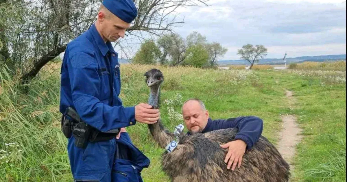 Elkóborolt emu keresi a gazdáját Gárdonyban