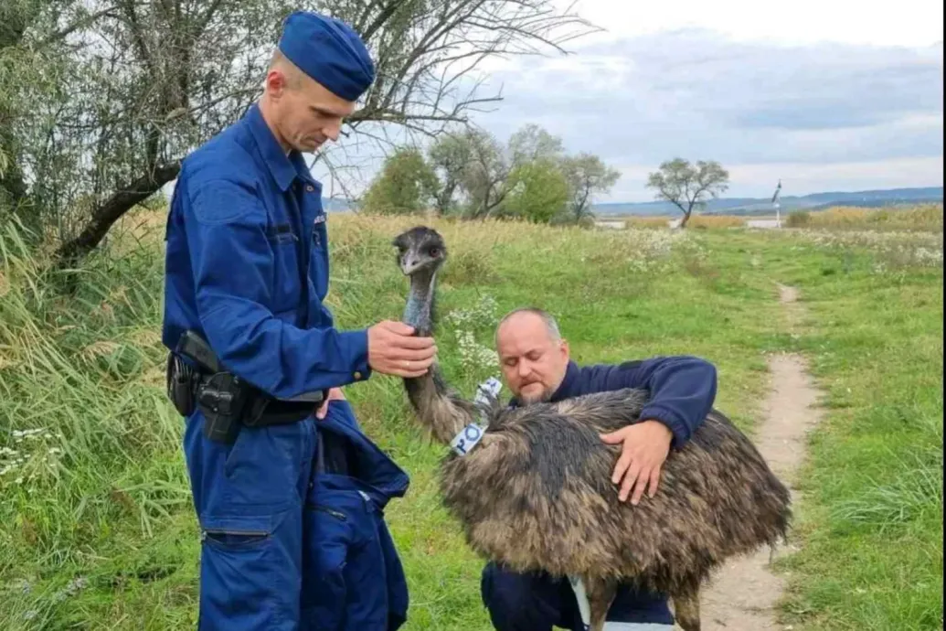 Elkóborolt emu keresi a gazdáját Gárdonyban