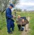 Elkóborolt emu keresi a gazdáját Gárdonyban