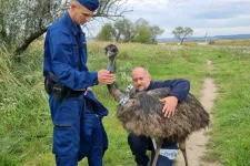 Elkóborolt emu keresi a gazdáját Gárdonyban