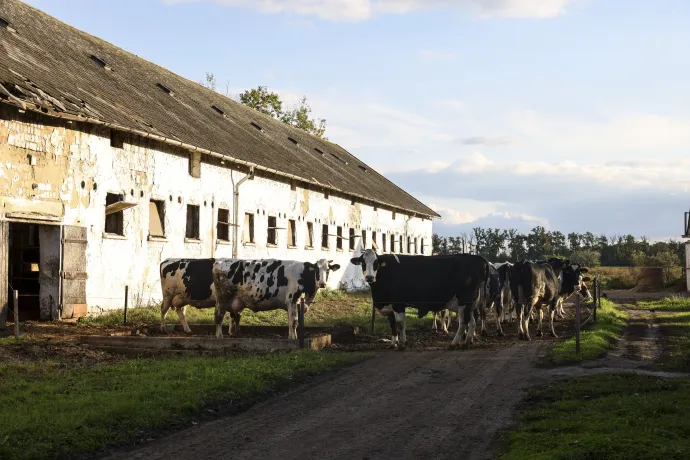 Az Agro-Gárda Zrt. telepe és Tamás, a portás – Fotó: Melegh Noémi Napsugár / Telex