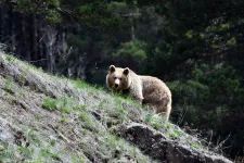 A medve-ember konfliktus megelőzését segítő radart mutatnak be a tusnádfürdői EcoBear konferencián