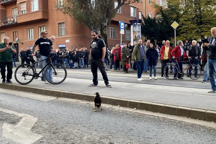 A turult alakító ölyv a Mi Hazánk megemlékezésén – Fotó: Molnár Réka / Telex