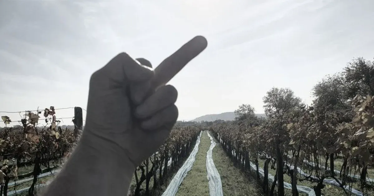 Szüretelni indult a balatonfüredi borász, de lelopták a szőlőjét