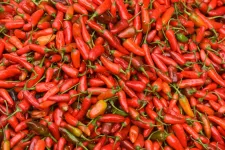 Húsz évbe telt megalkotni a chilis ízű, de nem csípős habanero paprikát