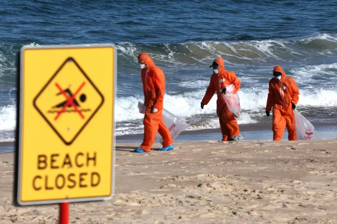 Ürülékgolyókat gyűjtenek a sydney-i Coogee Beach területén – Fotó: David Gray / AFP