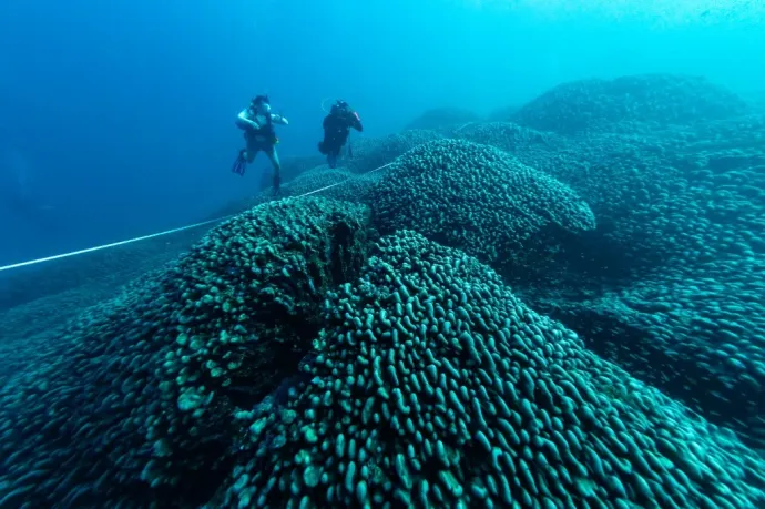 A valaha látott legnagyobb korallra bukkant a National Geographic videósa