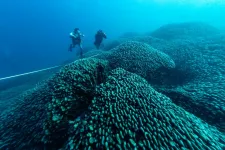 A valaha látott legnagyobb korallra bukkant a National Geographic videósa