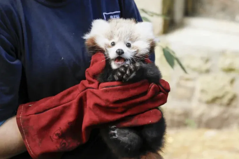 Megijedt a tűzijátéktól és elpusztult a három hónapos vörös pandabébi, Roxie